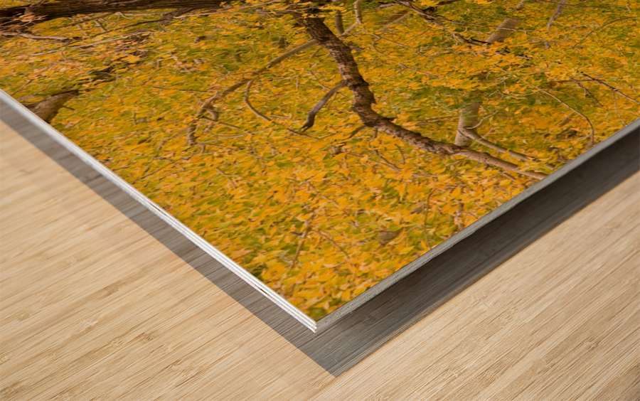 Cottonwood Tree Fall Foliage Impression sur bois