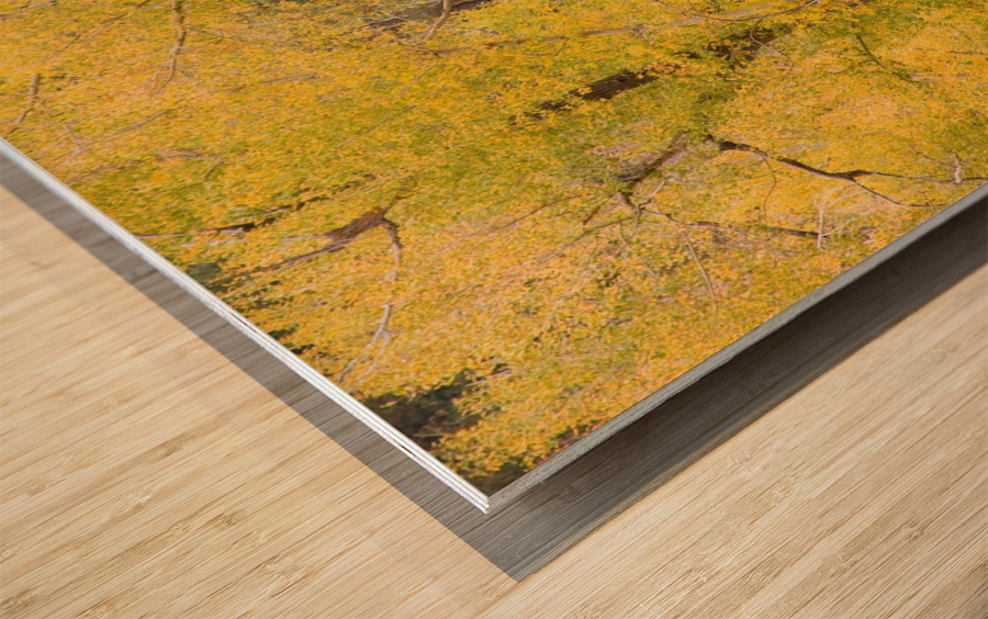 cottonwood autumn colors Impression sur bois