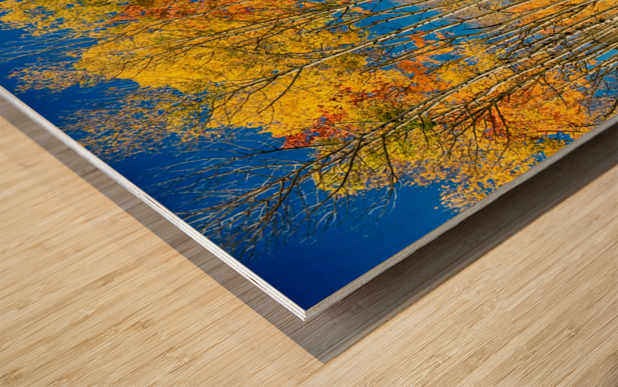 colorful colorado autumn aspen trees Impression sur bois