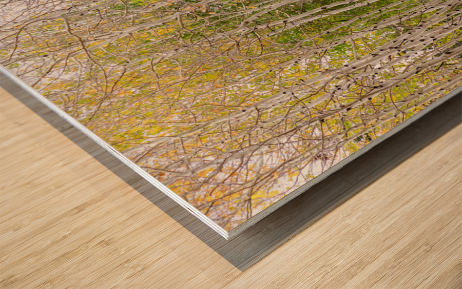 Colorful Forest Twist  and Turns Impression sur bois