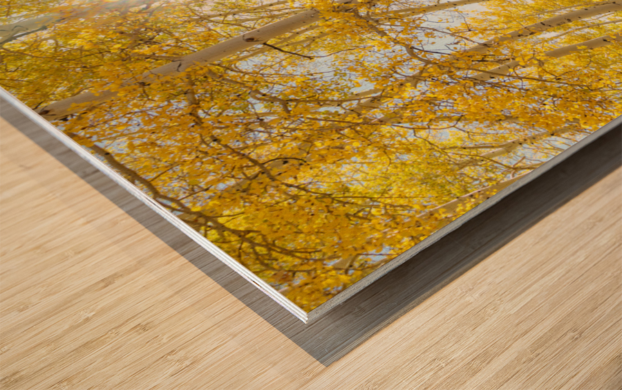 Golden Sunshine Autumn Day Impression sur bois