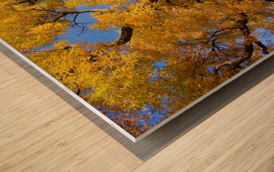  Magical Mystery Tour  Impression sur bois