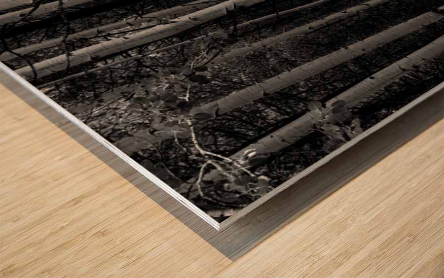 Shades Of A Forest Impression sur bois