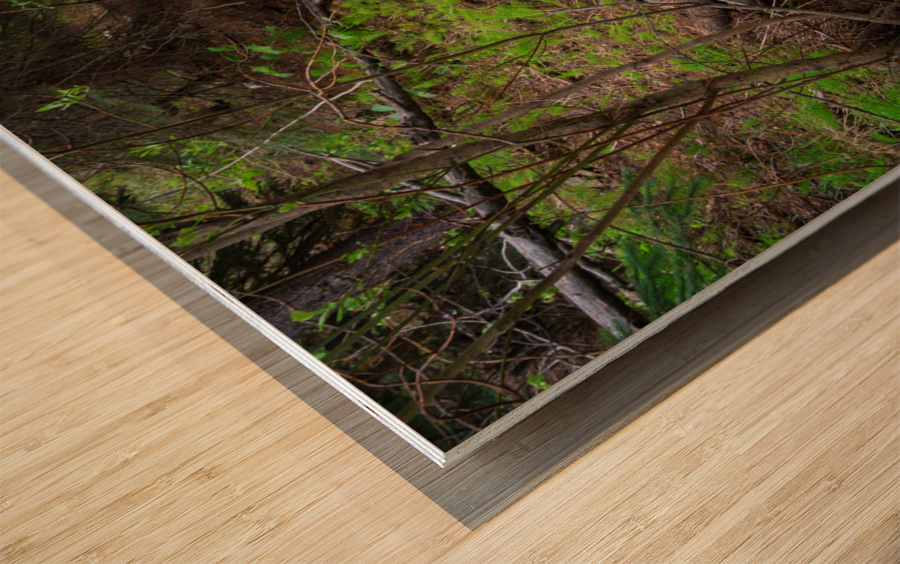 Creek Crossing Forest Woods Wood print