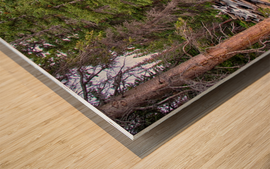 Colorado Rocky Mountain Forest Stream Wood print