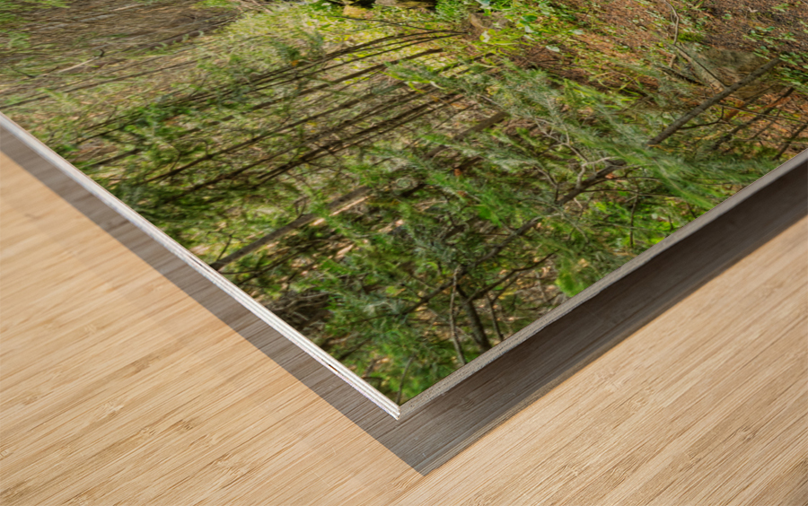 Wild Mushrooms Along Creek Impression sur bois