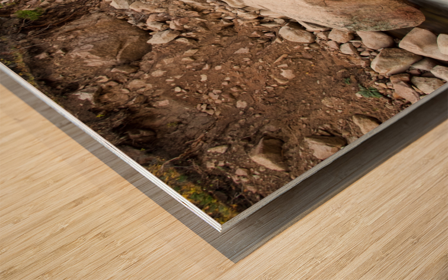 South St Vrain Canyon Autumn View Wood print