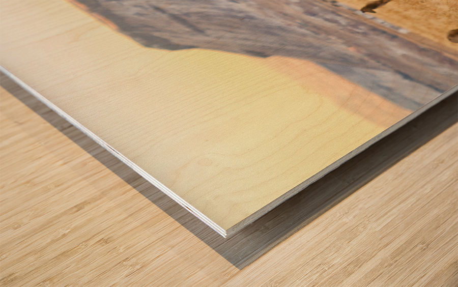 Elk Heard Grazing Rocky Mountain Foothills Wood print