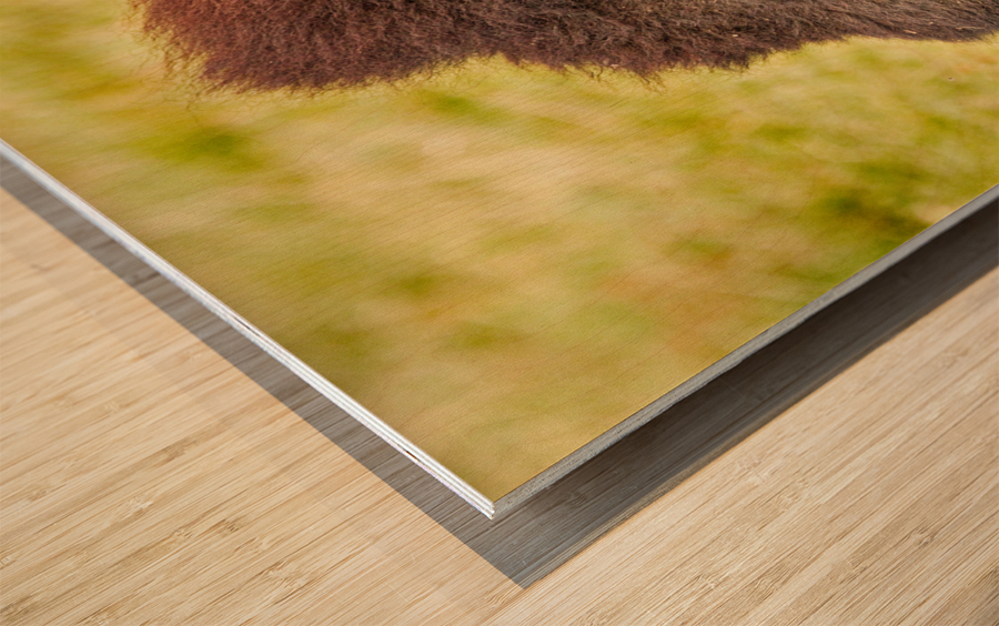 Bison Headshot Profile a Wood print