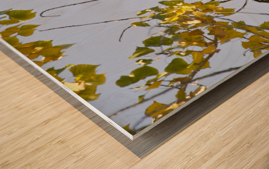 Eagle Wave Impression sur bois