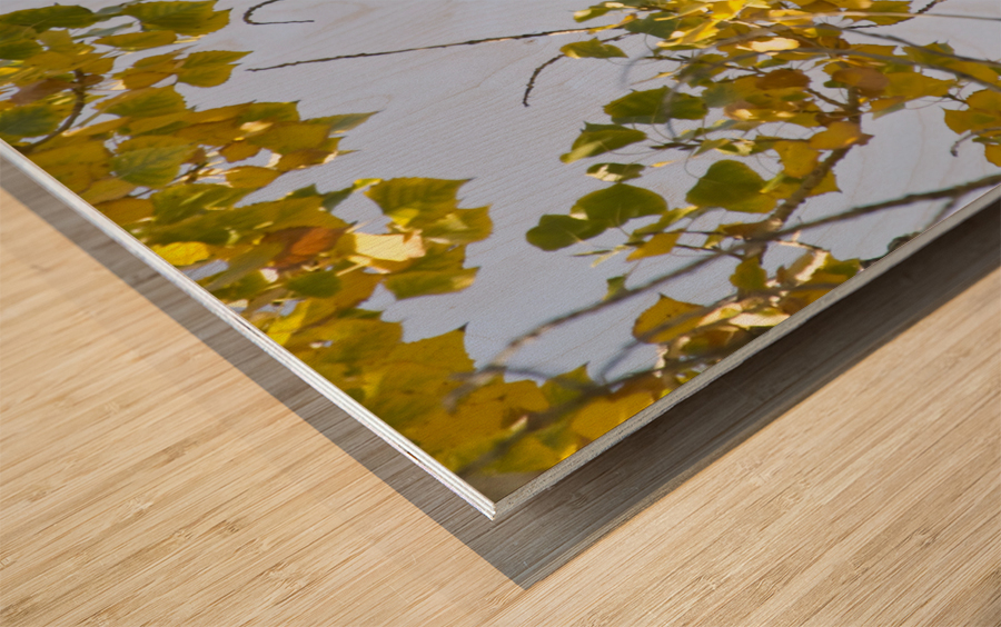 Eagle Watching Wood print