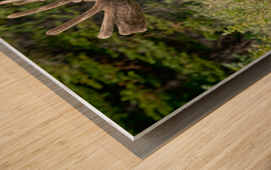 Bull Moose Wild Impression sur bois