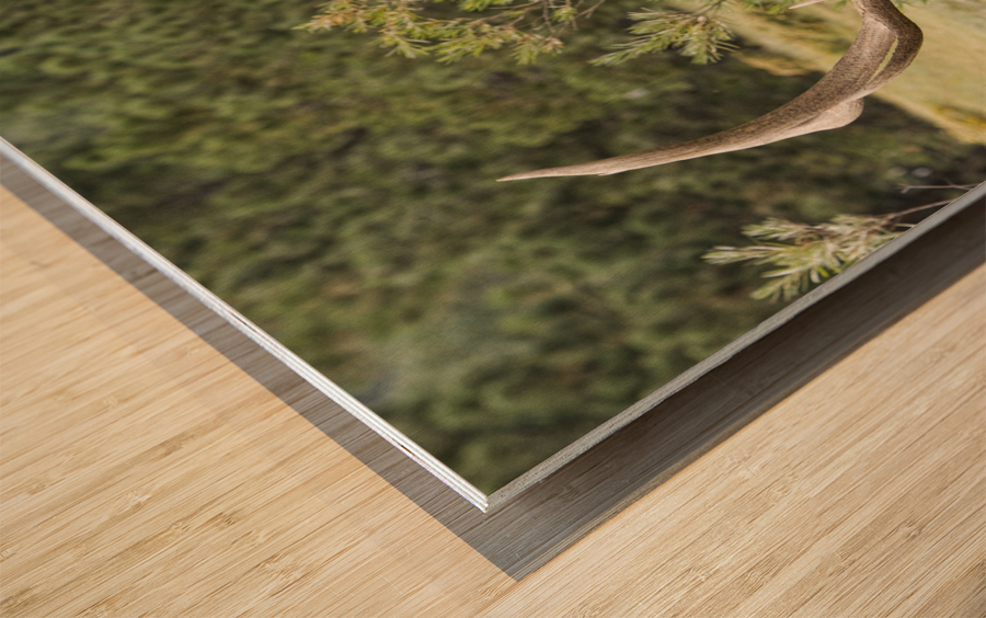 Bull Elk Eyes Wood print