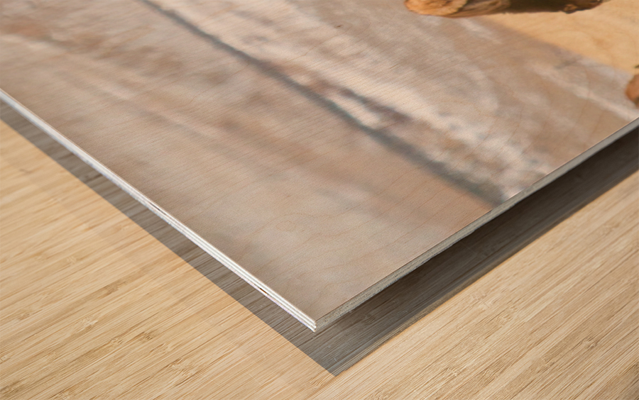 Elk Heard On The Rocky Mountain Foothills   Wood print