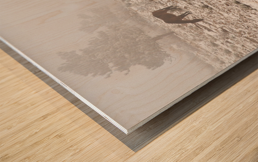 Rocky Mountain Horses Snow Fog Impression sur bois