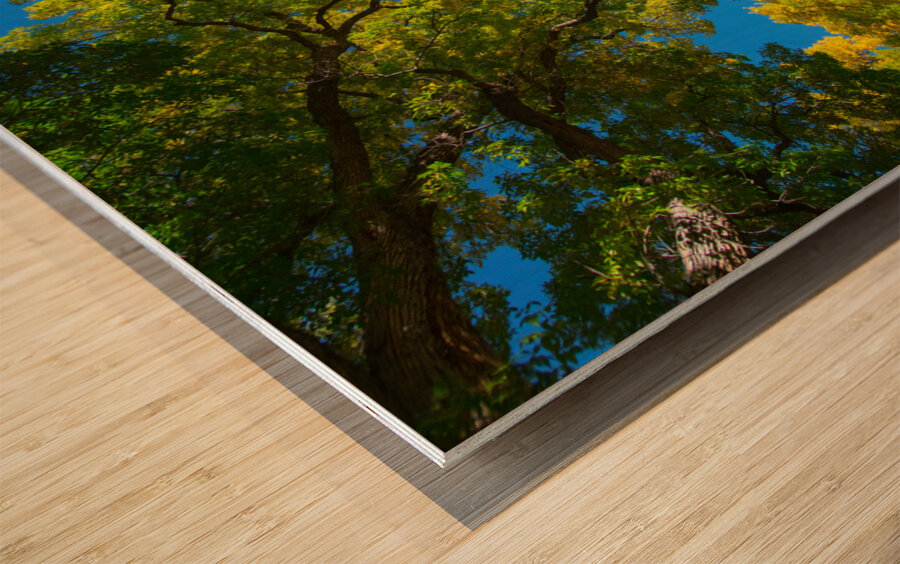 Autumns Radiant Canopy -  A Skyward View Wood print