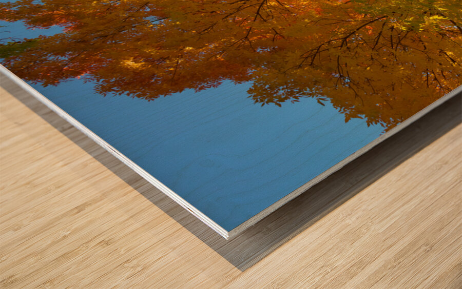 Stunning Autumn Tree Sunlight Through Colorful Leaves Impression sur bois