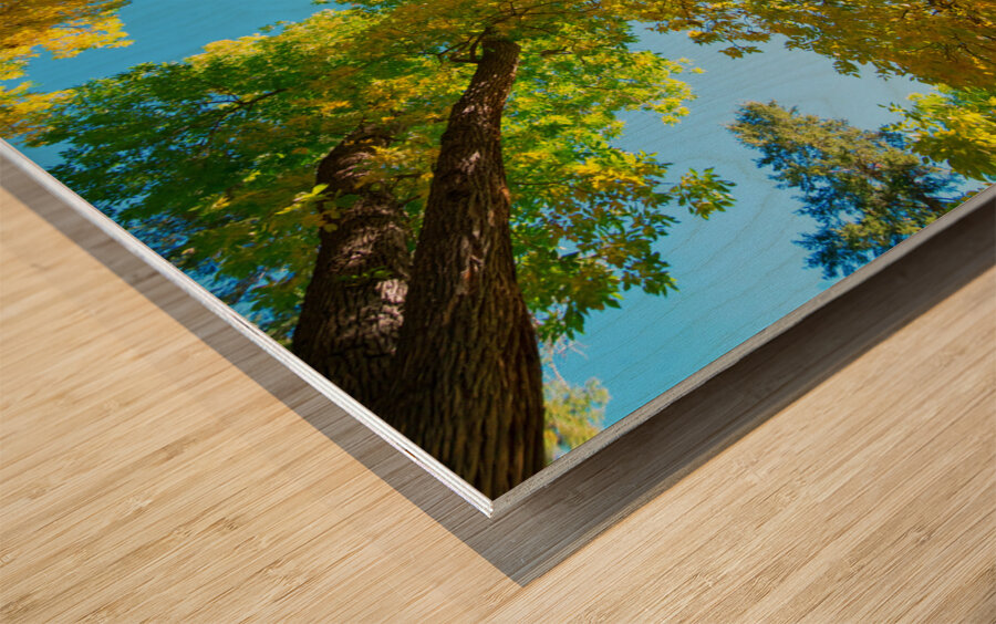 Vibrant Autumn Landscape - Colorful Trees under Blue Sky Wood print