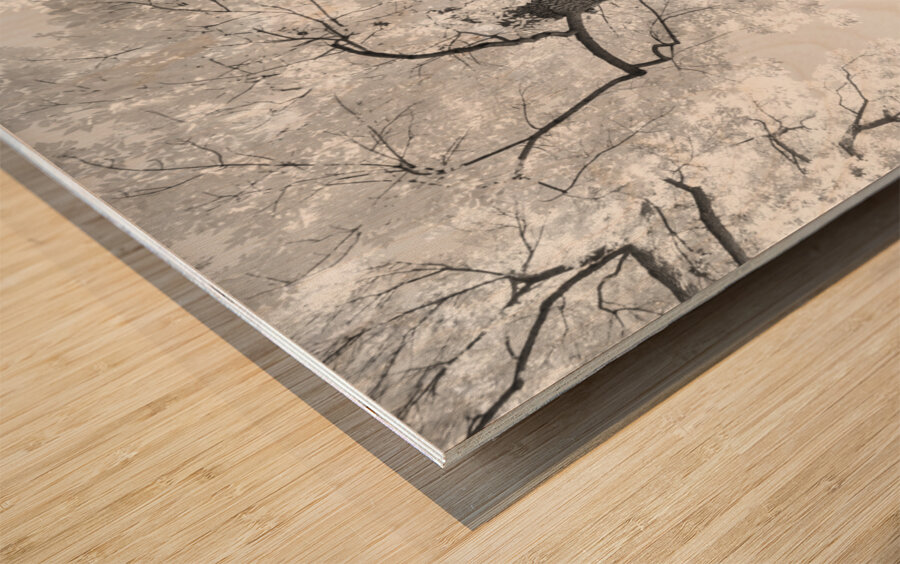 Monochrome Tree Art -  Majestic Trunk and Leaves in Fine Detail Impression sur bois