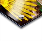 Ancient Egyptian Goddess Isis  Impression Acrylique