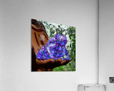 Bufo Alvarius - Sonoran Desert Toad Acrylic Print