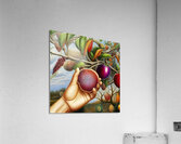 middleschool30 Acrylic Print