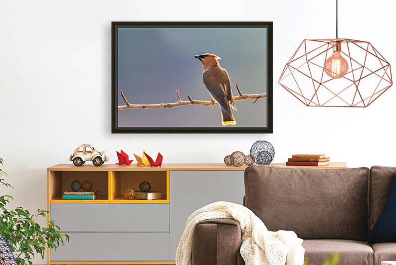 Cedar Waxwing in the Morning by Radd Icenoggle