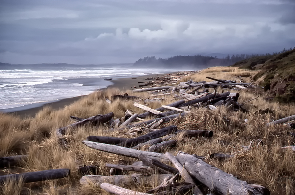 Beached Driftlogs Digital Download