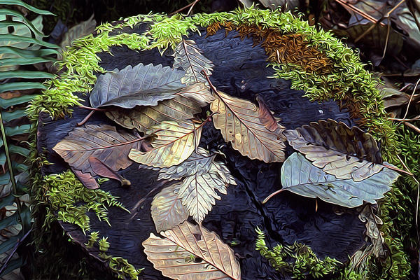 Mossy Stump Digital Download