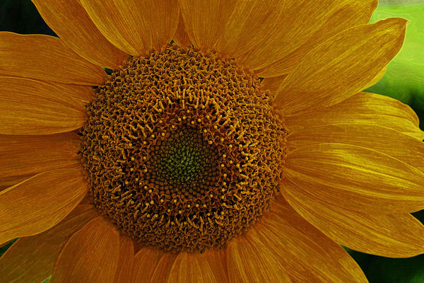Enhanced Sunflower Digital Download