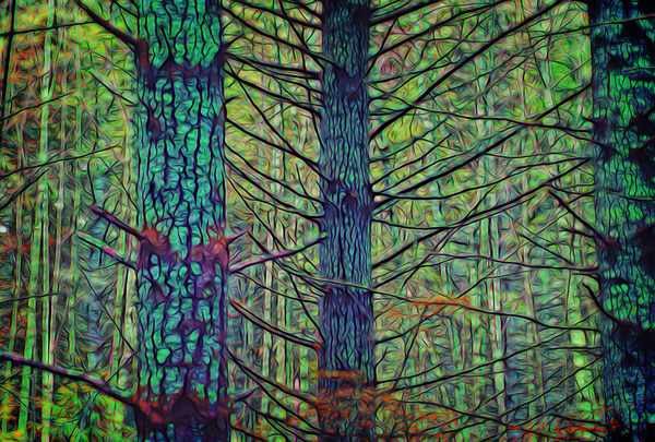 Forest Splendor Téléchargement Numérique