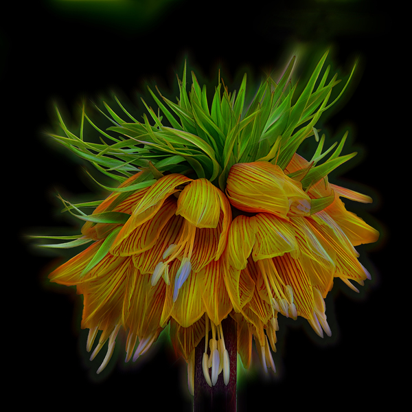 Crown Imperial Digital Download
