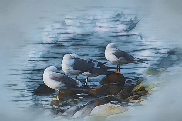 Preening Gulls Digital Download