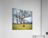 IMG 5059 Acrylic Print