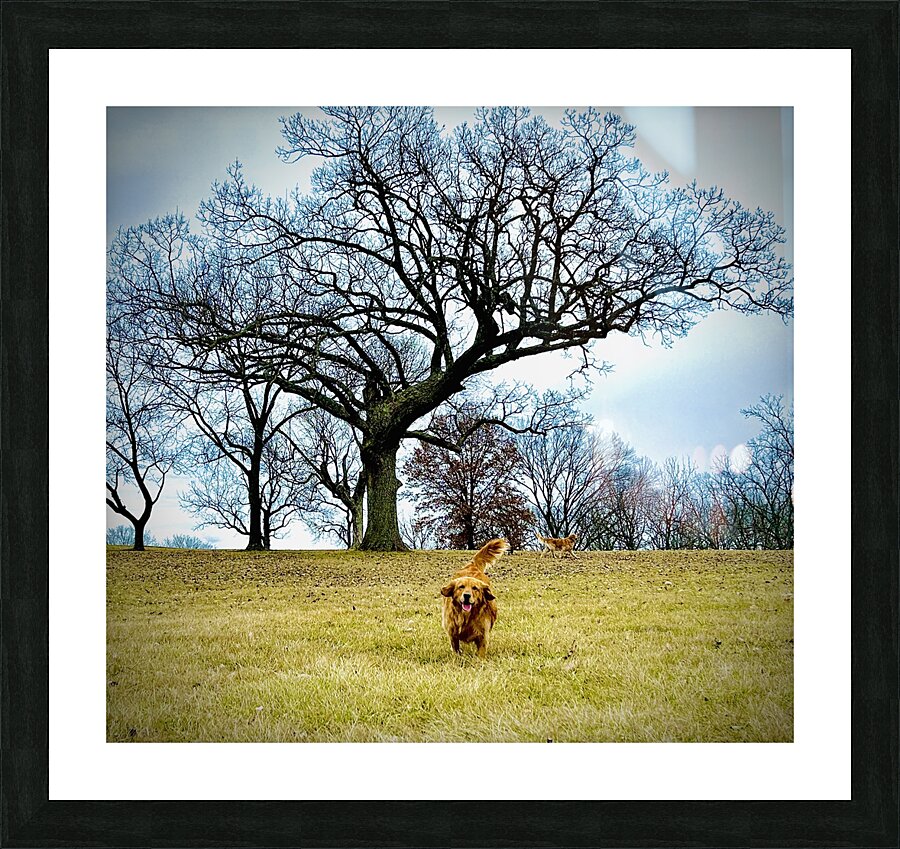 IMG 5059 Picture Frame print