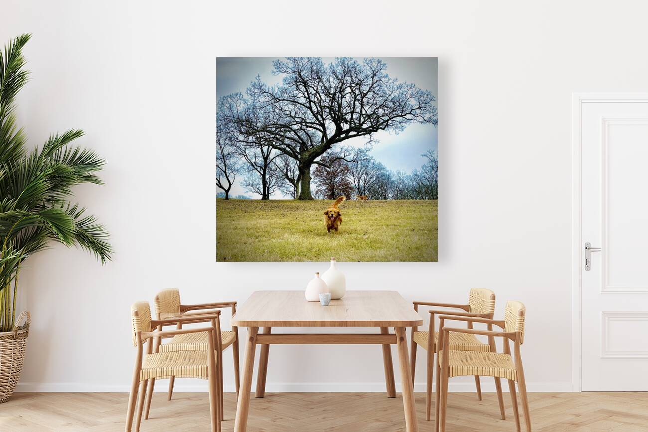 IMG 5059 Reproduction