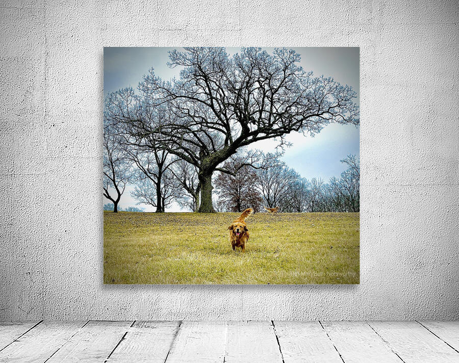 IMG 5059 Wall Preview