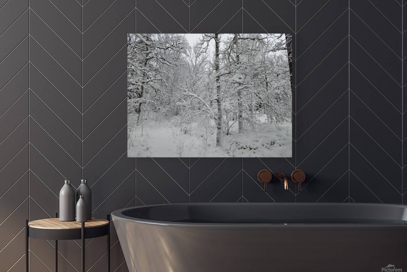 snow 31 Reproduction