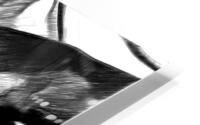 Black and white HD Metal print