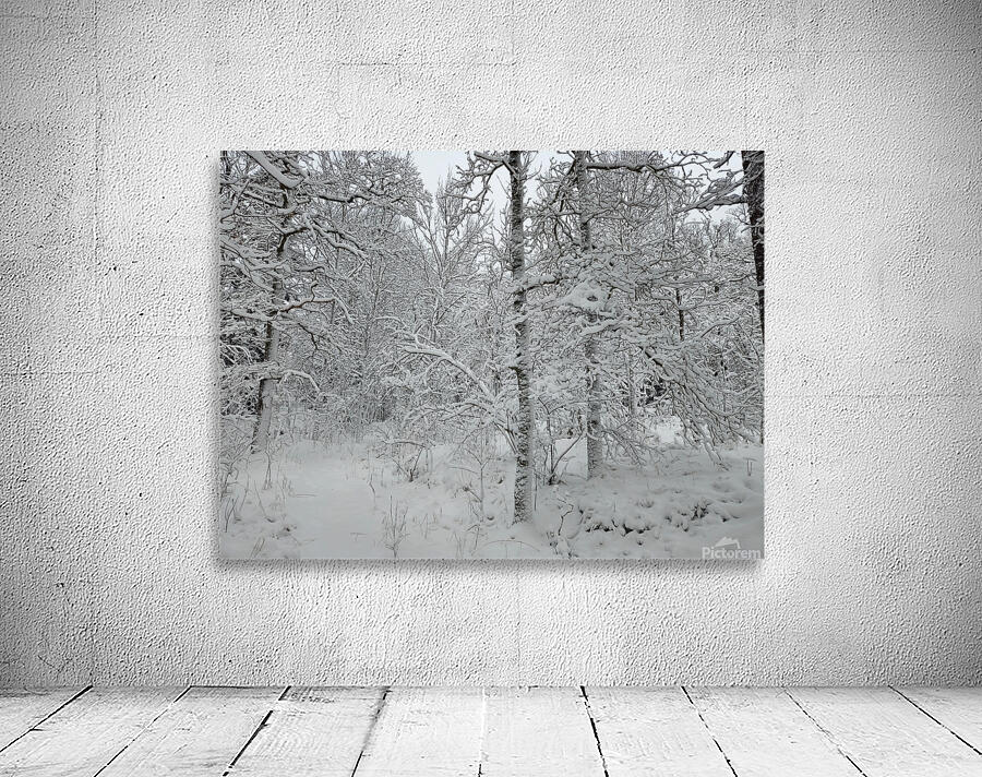 snow 31 Wall Preview