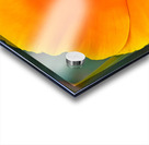 Flower with wasp Acrylic print