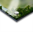 Raven in color Acrylic print