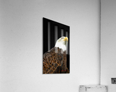 Bald Eagle Acrylic Print