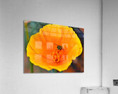 Flower with wasp Acrylic Print