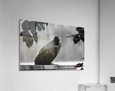 Raven in Black and White Acrylic Print