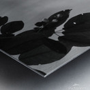 Raven in Black and White Metal print