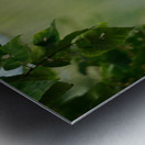 Raven in color Metal print