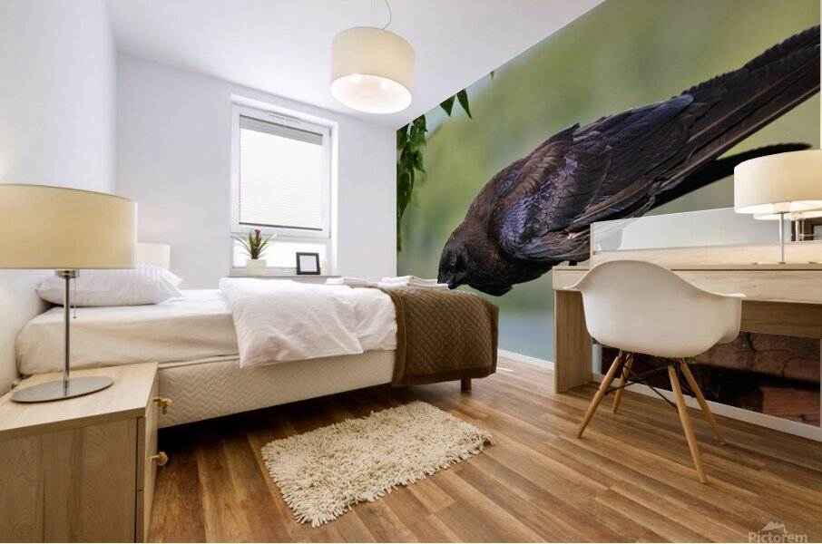 Raven in color Mural print