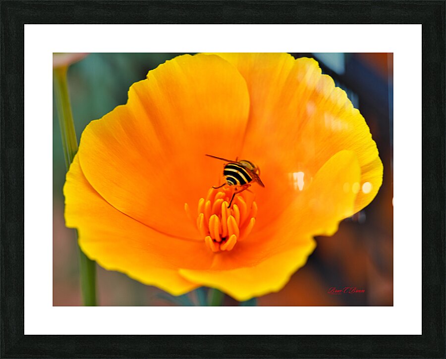 Flower with wasp Picture Frame print