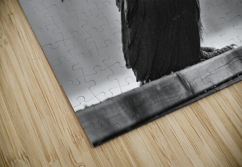 Raven in Black and White Bruce Brown puzzle